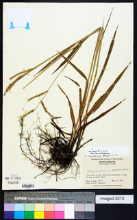 Paspalum floridanum image