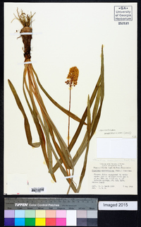 Amianthium muscitoxicum image