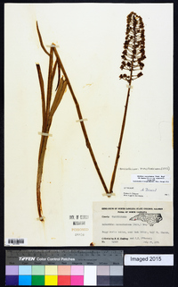 Amianthium muscitoxicum image