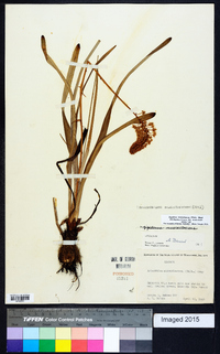 Amianthium muscitoxicum image