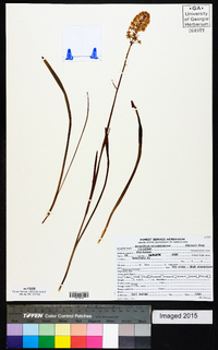 Amianthium muscitoxicum image