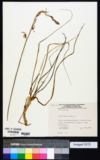 Anthericum liliago image