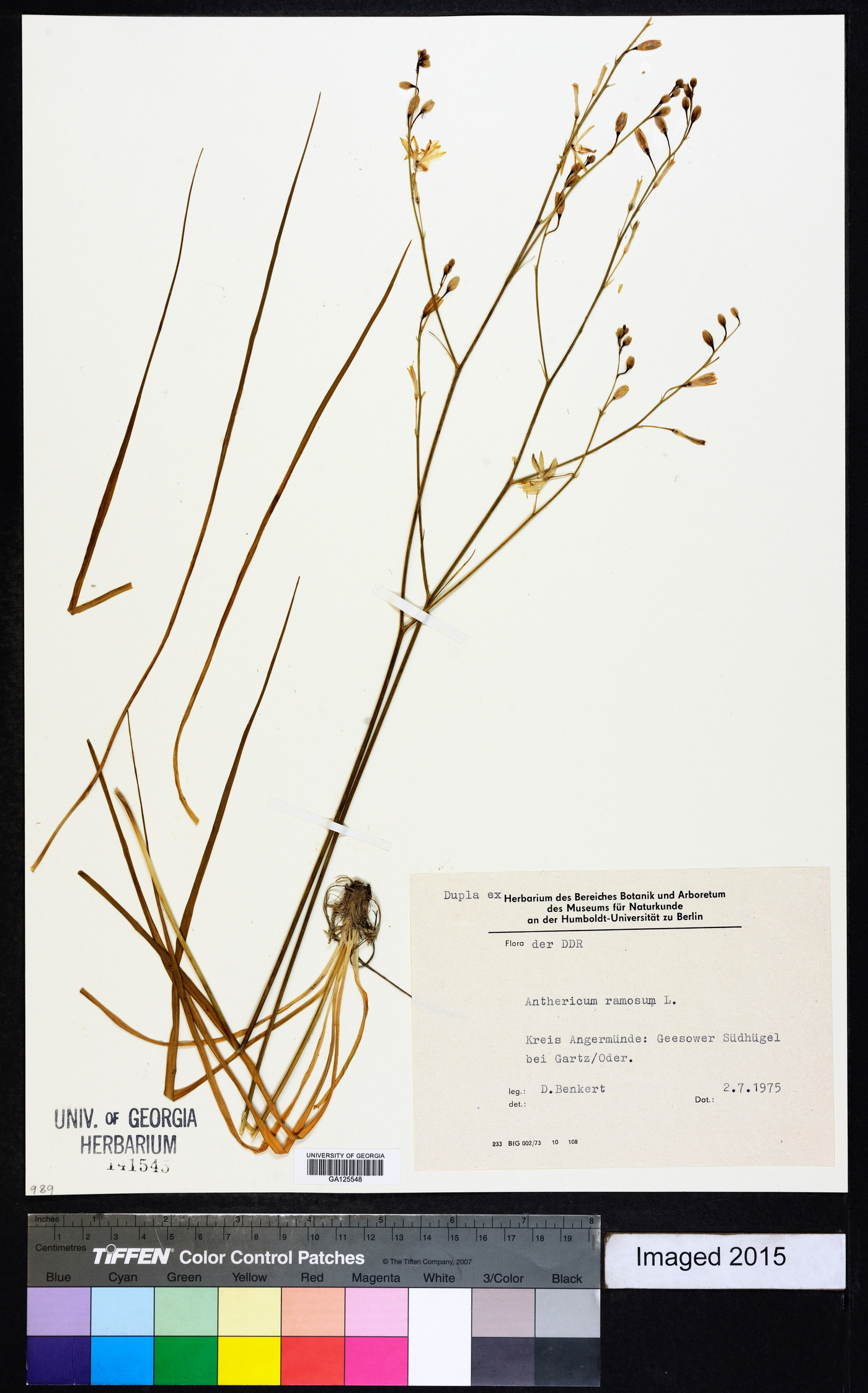 Anthericum ramosum image