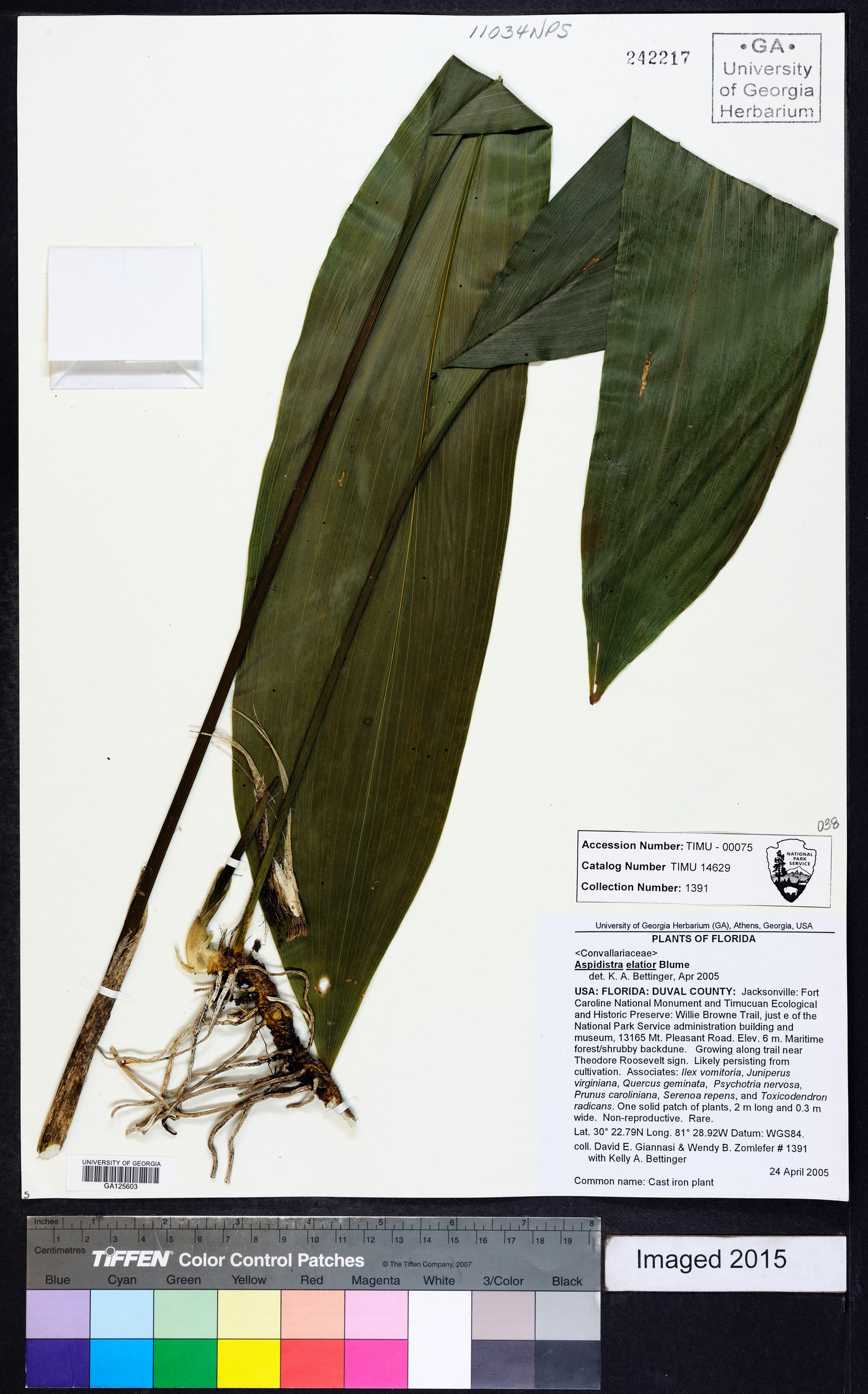 Aspidistra elatior image