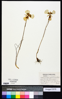 Calochortus gunnisonii image