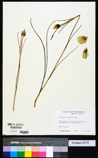 Calochortus gunnisonii image