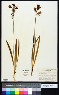 Camassia quamash subsp. breviflora image