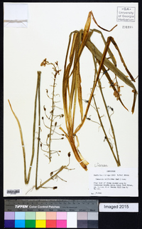 Camassia scilloides image