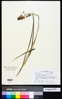 Camassia scilloides image