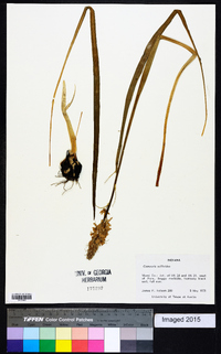 Camassia scilloides image