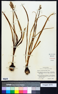 Camassia scilloides image