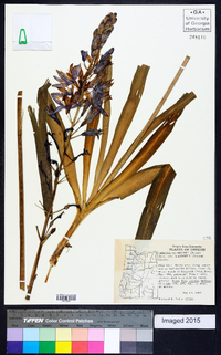 Camassia leichtlinii image