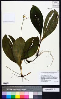 Clintonia borealis image