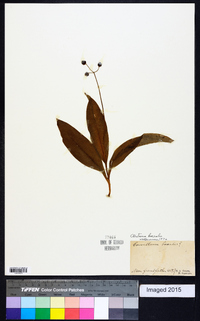 Clintonia borealis image