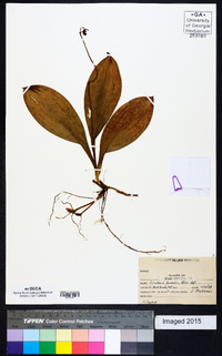 Clintonia borealis image