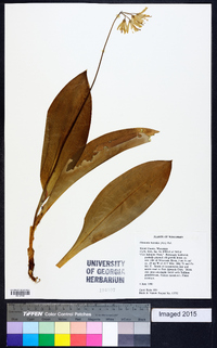 Clintonia borealis image