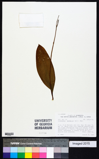 Clintonia borealis image