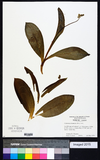 Clintonia borealis image