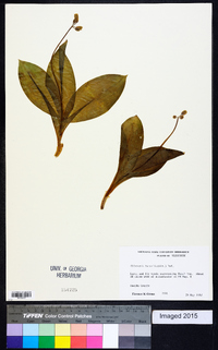 Clintonia borealis image