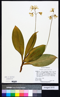 Clintonia borealis image