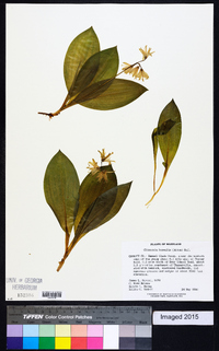 Clintonia borealis image