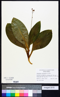 Clintonia borealis image