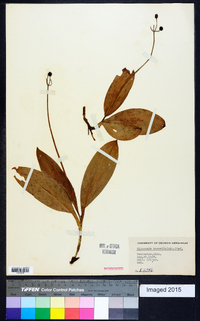 Clintonia borealis image