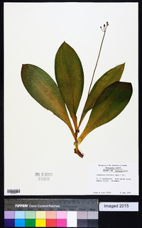 Clintonia borealis image