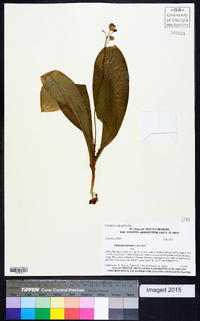 Clintonia borealis image