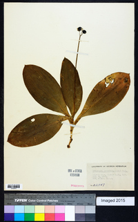 Clintonia borealis image