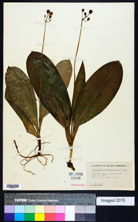 Clintonia borealis image