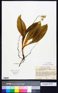 Clintonia borealis image