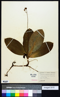 Clintonia borealis image