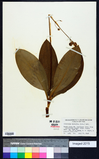 Clintonia borealis image