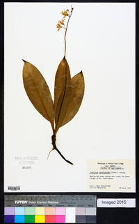 Clintonia umbellulata image