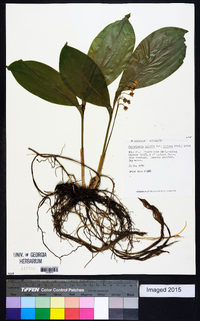 Convallaria majalis image