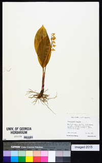 Convallaria majalis image