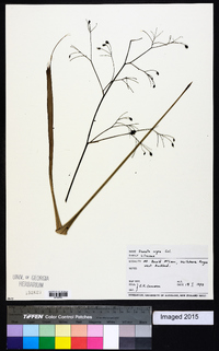 Dianella nigra image