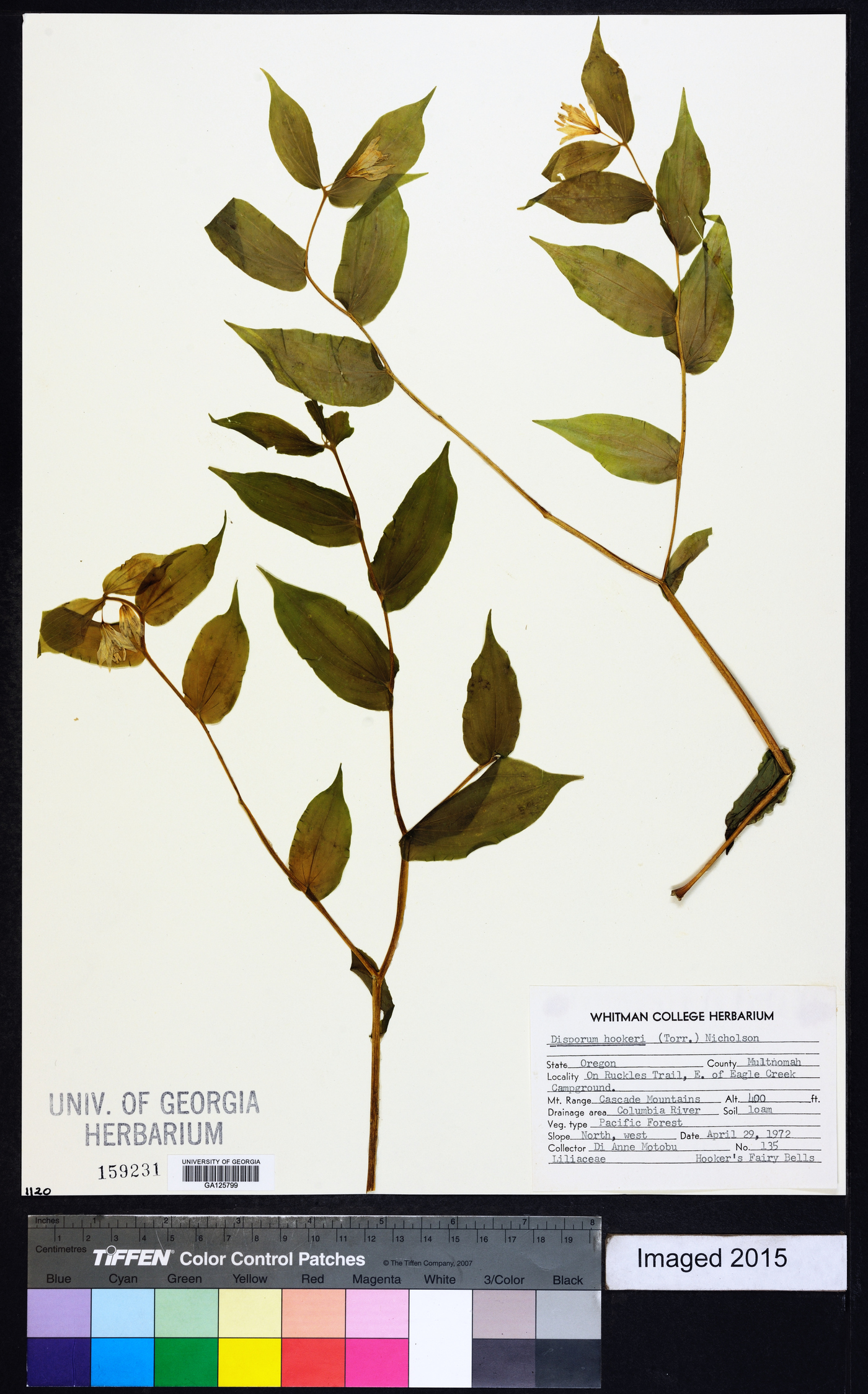 Prosartes hookeri var. hookeri image