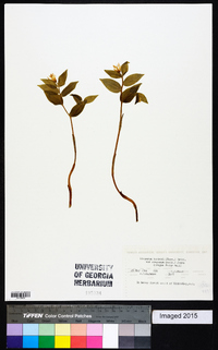 Disporum oreganum image