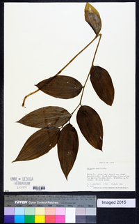 Disporum sessile image