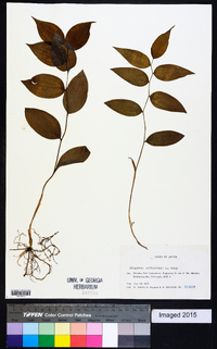 Disporum smilacinum image