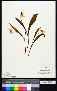 Erythronium albidum image