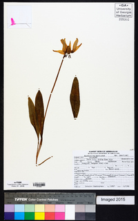 Erythronium albidum image