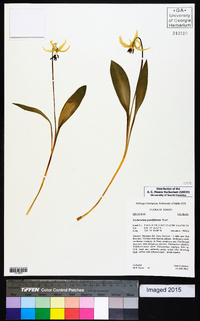 Erythronium grandiflorum image