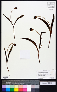 Erythronium mesochoreum image