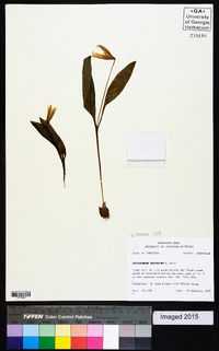 Erythronium rostratum image