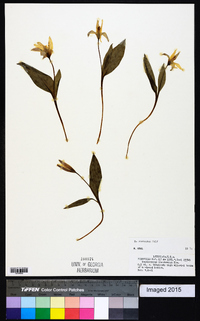 Erythronium rostratum image