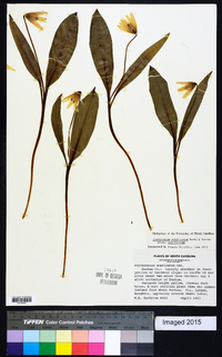 Erythronium umbilicatum image