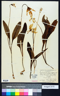 Erythronium giganteum image